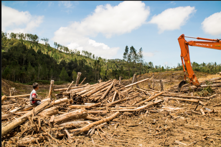 Siapa Pemilik PT TPL? Viral Diduga Rebut Lahan Hingga Lakukan Penggusuran!