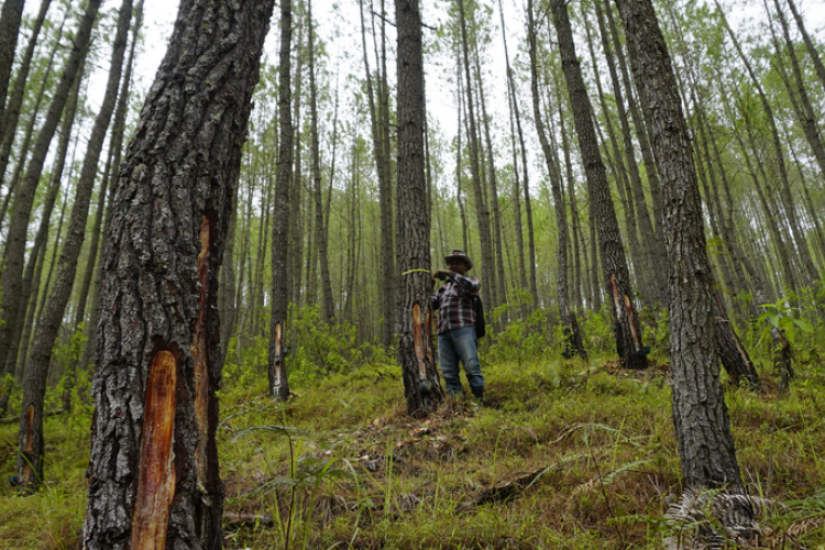 Dampak Lingkungan PT Tusam Hutani Lestari: Bagaimana Praktik Pengelolaan Hutan Diduga Menyebabkan Banjir Besar di Aceh dan Solusi Berkelanjutan