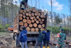 Profil Lengkap PT Tusam Hutani Lestari: Perusahaan Pengelola Hutan Tanaman Industri Berkelanjutan di Indonesia yang Beroperasi Sejak 1990-an