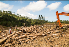 Siapa Pemilik PT TPL? Viral Diduga Rebut Lahan Hingga Lakukan Penggusuran!