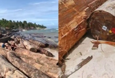 PT Minas Pagai Lumber Milik Siapa? Perusahaan Viral Usai Ditemukannya Ribuan Batang Kayu Gelondongan di Pesisir Lampung Barat