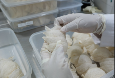 Profil PT Abadi Lestari Indonesia (RLCO) Lengkap, Beserta Rencana IPO yang Siap Gabung BEI