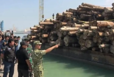 Profil PT Minas Pagai Lumber dan Legalitasnya, Kantongi Izin Usaha Pemanfaatan Kehutanan Hingga 22 Hektar Lebih