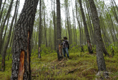 Dampak Lingkungan PT Tusam Hutani Lestari: Bagaimana Praktik Pengelolaan Hutan Diduga Menyebabkan Banjir Besar di Aceh dan Solusi Berkelanjutan